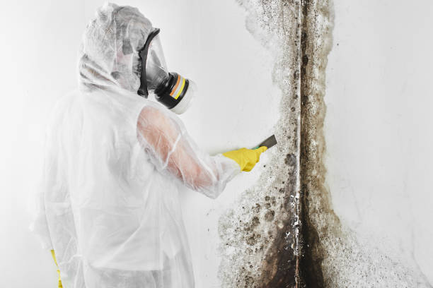 Best Bathroom Mold Remediation in Mcmillin, WA