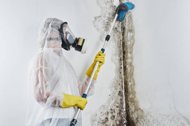 Best Mold Remediation for Schools in Mcmillin, WA