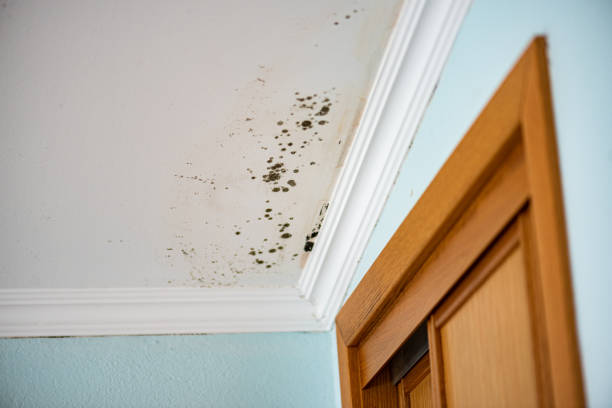 Best HVAC Mold Remediation in Mcmillin, WA