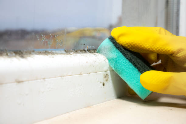 Best Health and Safety Mold Remediation in Mcmillin, WA