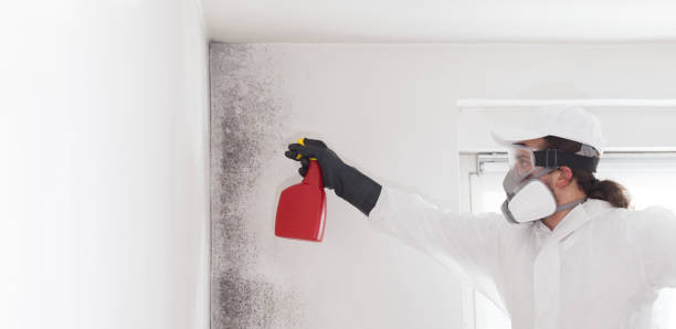 Best Bathroom Mold Remediation in Mcmillin, WA